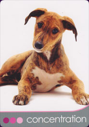 Dog Wisdom Cards